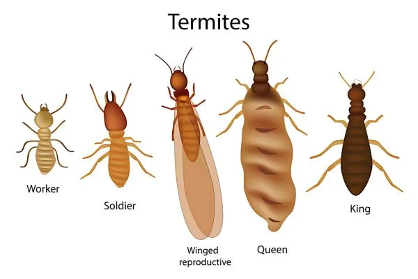 pest-control-service-coimbatore